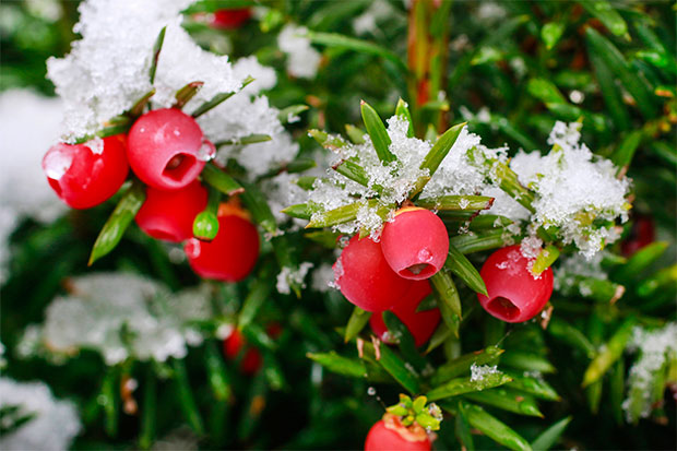 Gardening for Every Season - Juniper in snow