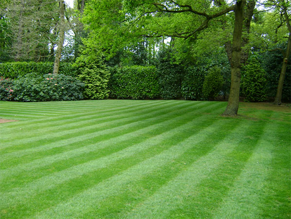 Lawn Mowing and Maintenance